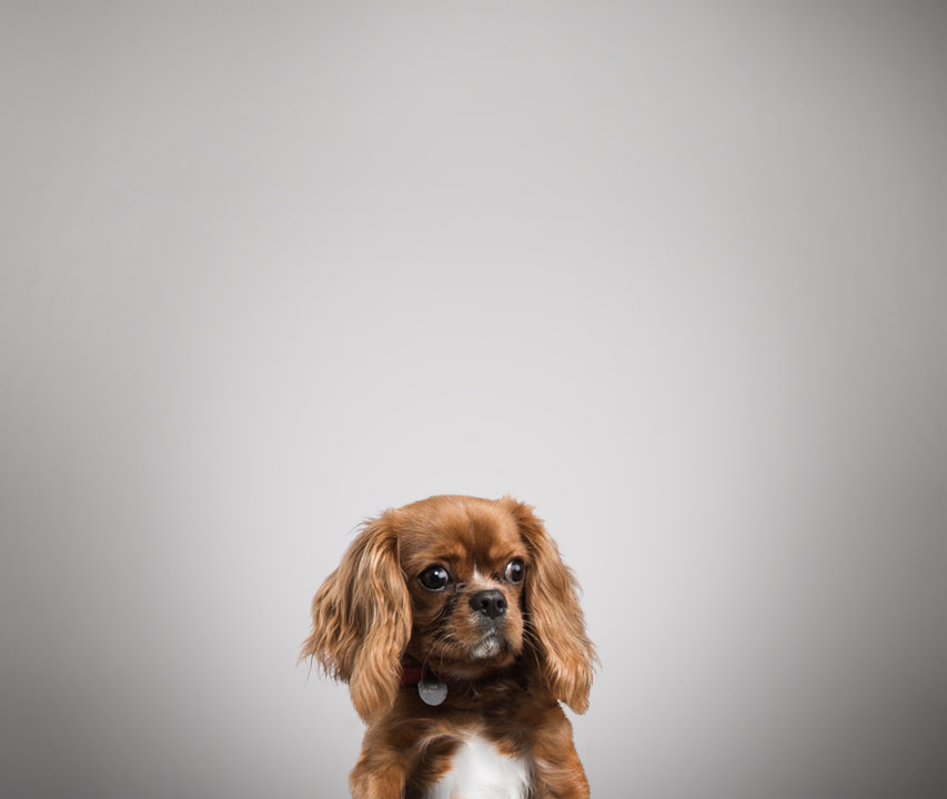 Alfie - Woof, Bark, Woof! at We Are Empire